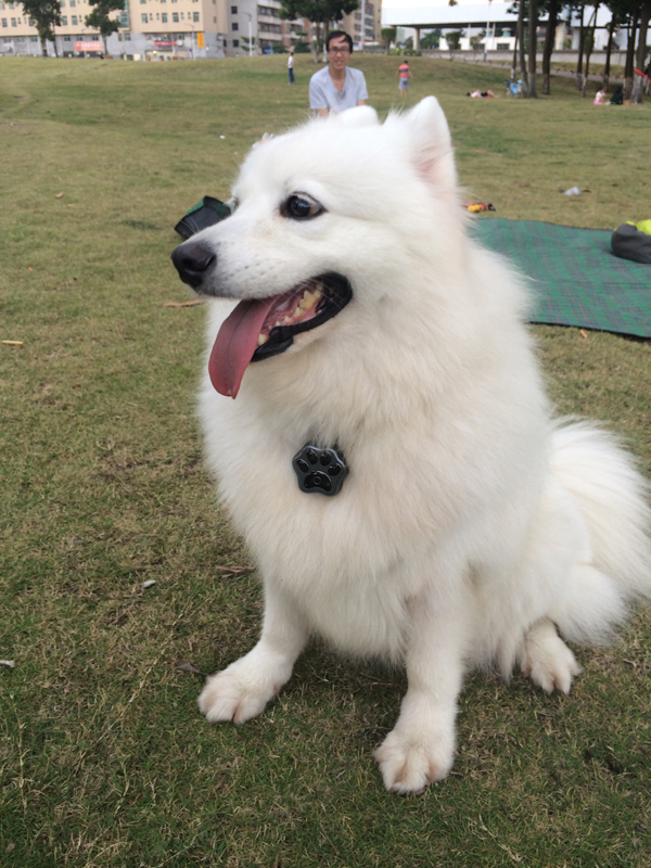 狗狗GPS防丢器 GPS定位器 跟踪器